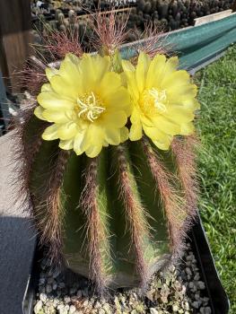 Parodia warasii